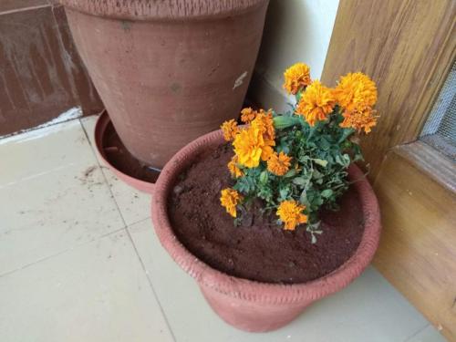 Marigold