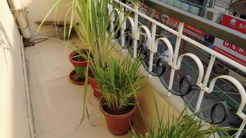 Lemongrass