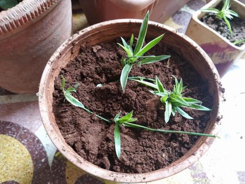 Spider plant babies