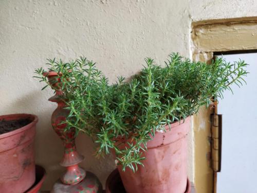 Show plant