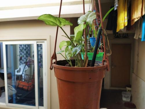Show plant