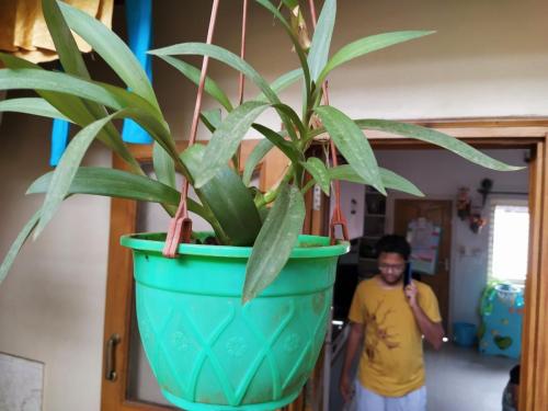 Show plant