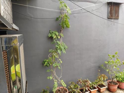 Flowering climber